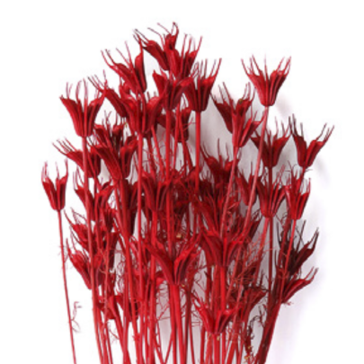 Нигелла Red сухоцвет (1 пучок)