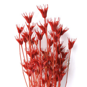 Нигелла Rosepink сухоцвет оптом (1 пучок)