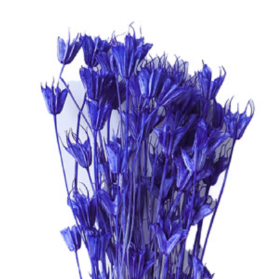 Нигелла Royal Blue сухоцвет оптом (1 пучок)