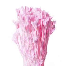 Нигелла Shakura сухоцвет оптом (1 пучок)