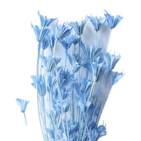 Нигелла Sky Blue сухоцвет оптом (1 пучок)