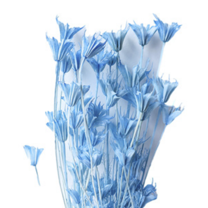 Нигелла Sky Blue сухоцвет (1 пучок)