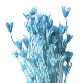 Нигелла Tiffany Blue сухоцвет оптом (1 пучок)