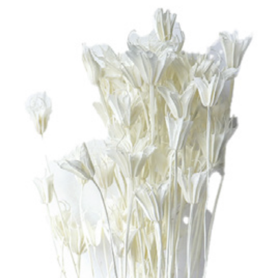 Нигелла White сухоцвет оптом (1 пучок)