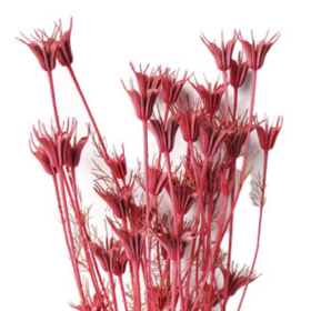 Нигелла Wine Red сухоцвет оптом (1 пучок)