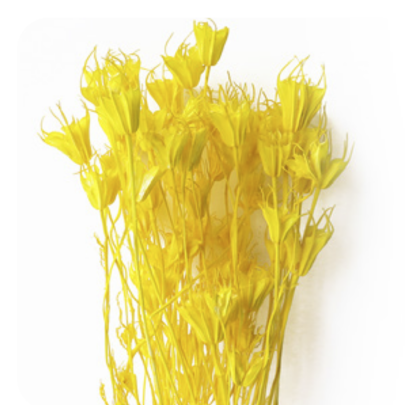 Нигелла Yellow сухоцвет (1 пучок)
