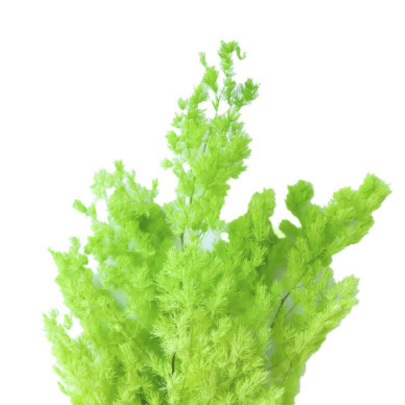 Аспарагус Bright Green стабилизированный оптом (1 пучок)