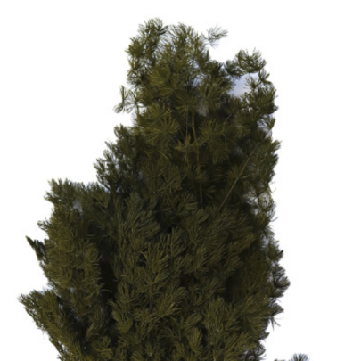 Аспарагус Brown Green стабилизированный оптом (1 пучок)