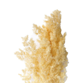 Аспарагус Champange стабилизированный оптом (1 пучок)