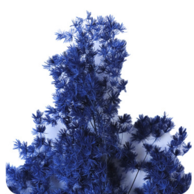 Аспарагус Dark Blue стабилизированный оптом (1 пучок)