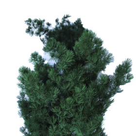 Аспарагус Dark Green стабилизированный оптом (1 пучок)