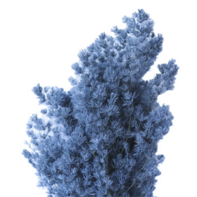 Аспарагус French Blue стабилизированный оптом (1 пучок)