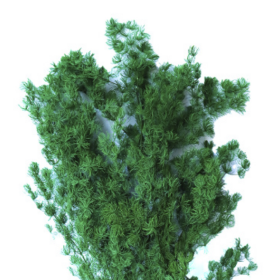 Аспарагус Green стабилизированный оптом (1 пучок)