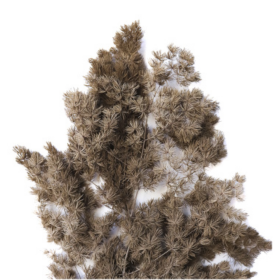 Аспарагус Khaki стабилизированный оптом (1 пучок)