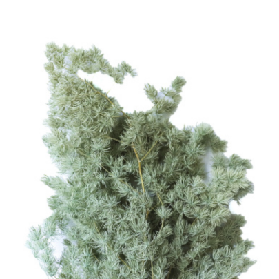 Аспарагус Light Green стабилизированный оптом (1 пучок)