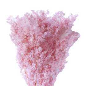 Аспарагус Light Pink стабилизированный оптом (1 пучок)