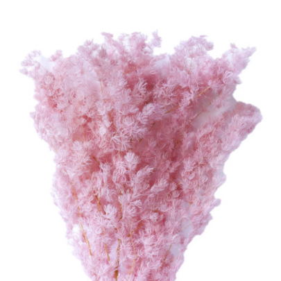 Аспарагус Light Pink стабилизированный оптом (1 пучок)