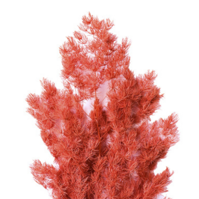 Аспарагус Light Red стабилизированный оптом (1 пучок)