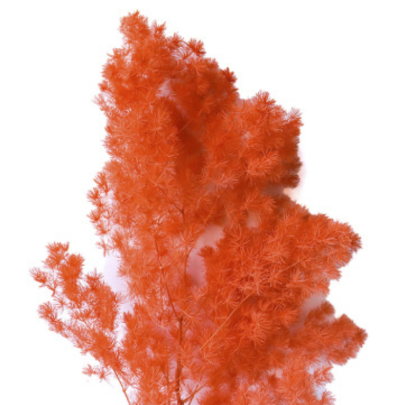 Аспарагус Orange стабилизированный оптом (1 пучок)