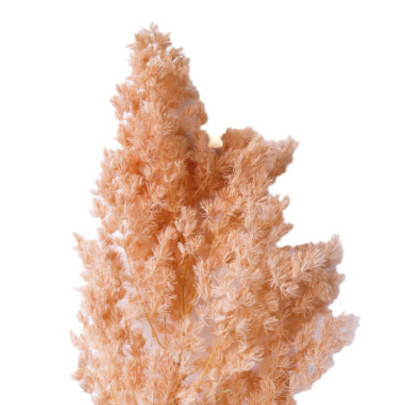 Аспарагус Peach стабилизированный оптом (1 пучок)