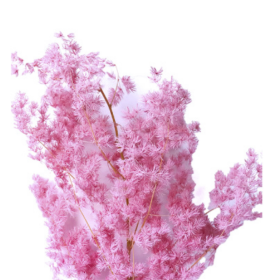 Аспарагус Pink стабилизированный оптом (1 пучок)