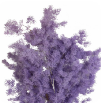 Аспарагус Purple стабилизированный оптом (1 пучок)