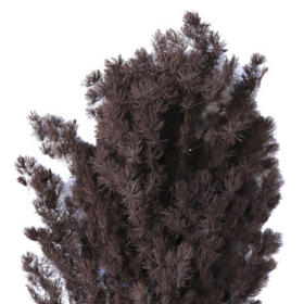 Аспарагус Purple Brown стабилизированный оптом (1 пучок)