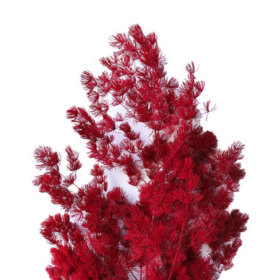 Аспарагус Red стабилизированный оптом (1 пучок)