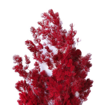 Аспарагус Red стабилизированный оптом (1 пучок)