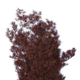 Аспарагус Red Brown стабилизированный оптом (1 пучок)