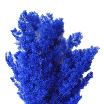 Аспарагус Royal Blue стабилизированный оптом (1 пучок)