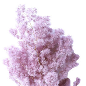 Аспарагус Shakura стабилизированный оптом (1 пучок)