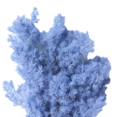 Аспарагус Sky Blue стабилизированный оптом (1 пучок)