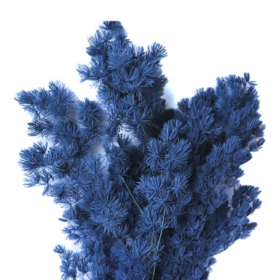 Аспарагус Steel Blue стабилизированный оптом (1 пучок)