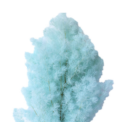 Аспарагус Tiffany Blue стабилизированный оптом (1 пучок)