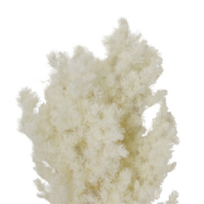 Аспарагус White стабилизированный оптом (1 пучок)