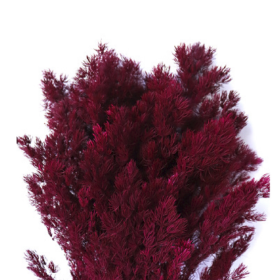 Аспарагус Wine Red стабилизированный оптом (1 пучок)