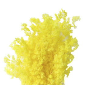 Аспарагус Yellow стабилизированный оптом (1 пучок)