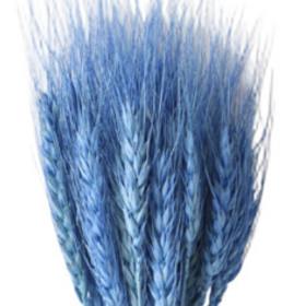Пшеница Blue сухоцвет оптом (1 пучок)