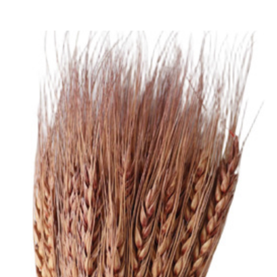 Пшеница Brown сухоцвет оптом (1 пучок)