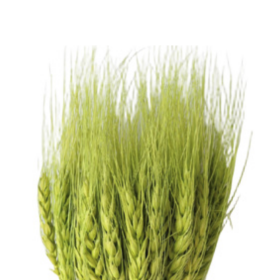 Пшеница Light Green сухоцвет оптом (1 пучок)
