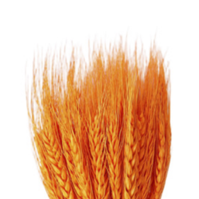 Пшеница Orange сухоцвет оптом (1 пучок)