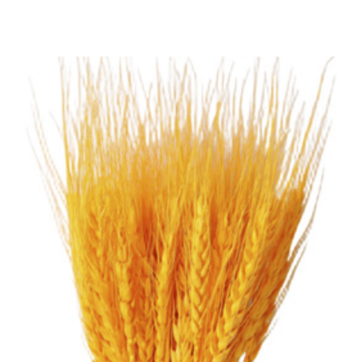 Пшеница Orange Yellow сухоцвет (1 пучок)