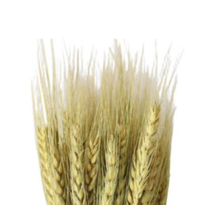 Пшеница Original Green сухоцвет оптом (1 пучок)