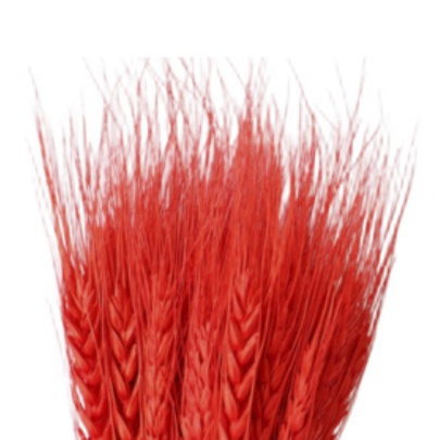 Пшеница Red сухоцвет оптом (1 пучок)