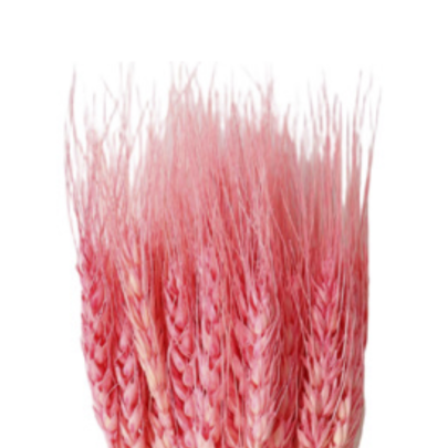 Пшеница Sweet Pink сухоцвет оптом (1 пучок)