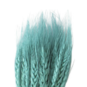 Пшеница Tiffany Blue сухоцвет оптом (1 пучок)