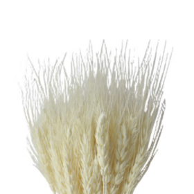Пшеница White сухоцвет оптом (1 пучок)