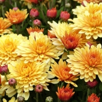 Хризантемы – универсальные цветы