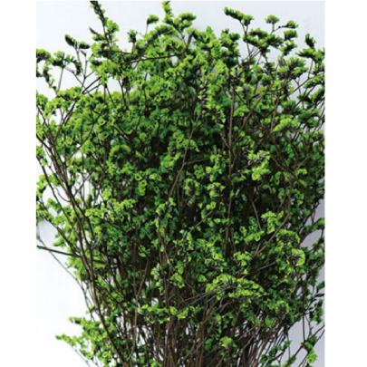 Лимониум крупноцветковый green grass сухоцвет оптом (1 пучок) фото